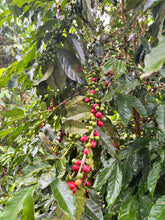 Mini Coffee Origin Trip: Bonakude Farm, Phatheni