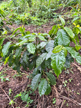 Mini Coffee Origin Trip: Bonakude Farm, Phatheni