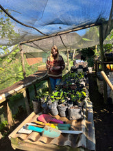 Mini Coffee Origin Trip: Bonakude Farm, Phatheni