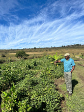 Mini Coffee Origin Trip: Bonakude Farm, Phatheni