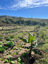 Mini Coffee Origin Trip: Bonakude Farm, Phatheni